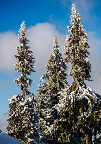Temporada Invierno Árboles Cubiertos Nieve — Foto de Stock
