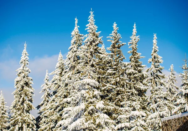 Temporada Invierno Árboles Cubiertos Nieve — Foto de Stock