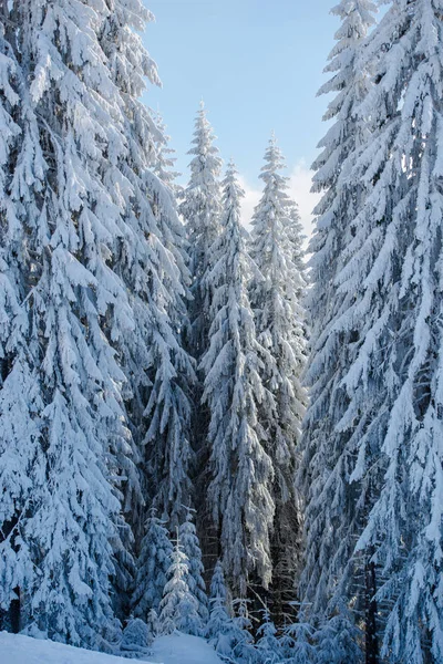 Temporada Invierno Árboles Cubiertos Nieve — Foto de Stock