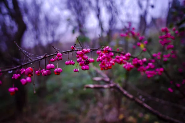 Closeup View Bright Berries Bush — Stock Photo, Image