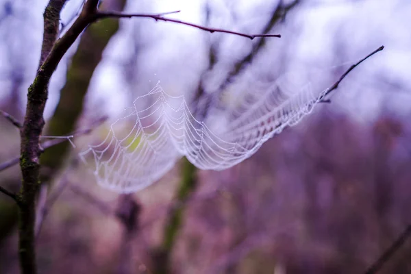 Plasa Păianjen Ramuri — Fotografie, imagine de stoc