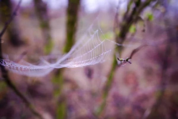 Vedere Atentă Pânzei Păianjen Pădure — Fotografie, imagine de stoc