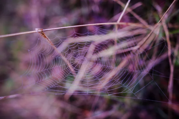 Vedere Decupată Plantelor Acoperite Plasă Păianjen — Fotografie, imagine de stoc