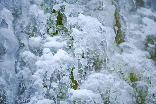 Plants Covered Ice Snow Winter Forest — Stock Photo, Image