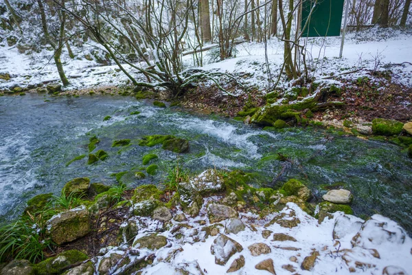 裸の木と融雪の冬の森 — ストック写真