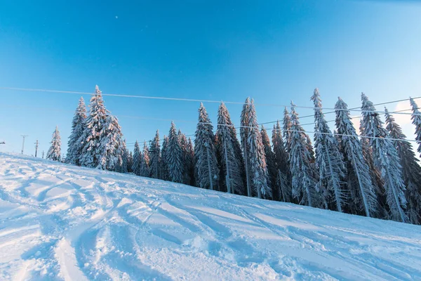 Winter Season Snow Covered Coniferous Trees Ski Resort Winter Vacation — Stock Photo, Image