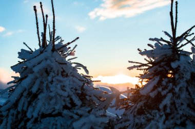 Çam ağaçları mavi gökyüzü beyaz bulutlar ve kar ile kaplı 