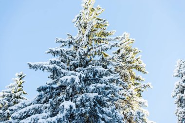 ağaçlar, herdem yeşil çam ağaçları kış orman kar ile kaplı 
