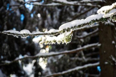 Kışın karla kaplı ağaç dalları 