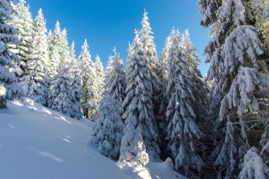 iğne yapraklı ağaçlar ve mavi gökyüzü kar kaplı 