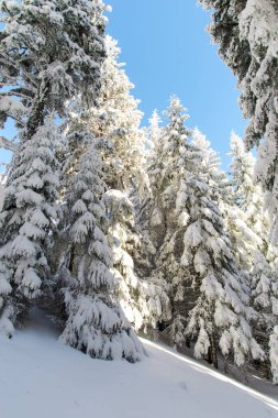 iğne yapraklı ağaçlar ve mavi gökyüzü kar kaplı 