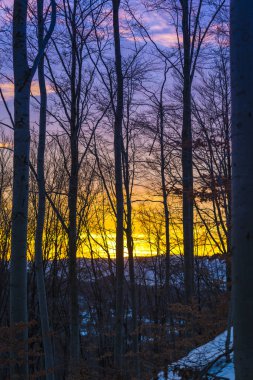 mor turuncu görkemli günbatımı gökyüzü ve ağaçlar 