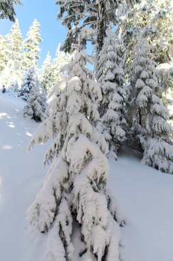  kış sezonu, iğne yapraklı ağaçlar kar kaplı