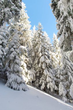  kış sezonu, iğne yapraklı ağaçlar kar kaplı