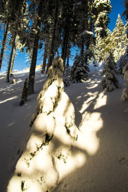  kış sezonu, iğne yapraklı ağaçlar kar kaplı