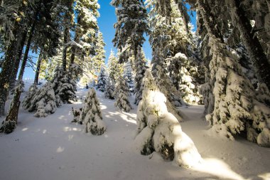 iğne yapraklı ağaçlar ve mavi gökyüzü kar kaplı 