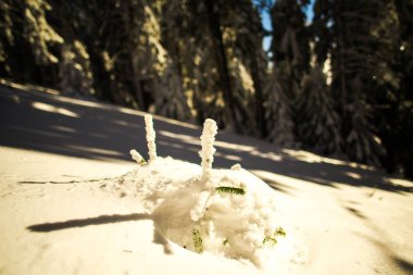 kış sezonu, iğne yapraklı ağaçlar kar kaplı