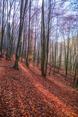 Orman ağaçları ile doğal sonbahar