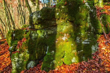 Sonbahar ormanının detayları, doğal arka plan.