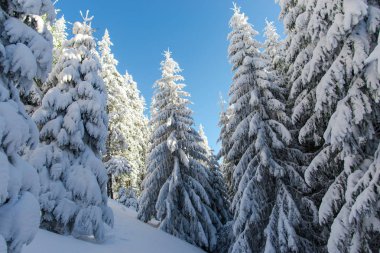 kar kış orman çam ağaçları ile kaplı