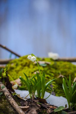 kardelen büyüyen kar ile çayırda çiçekler, bahar çiçekleri yakın çekim 