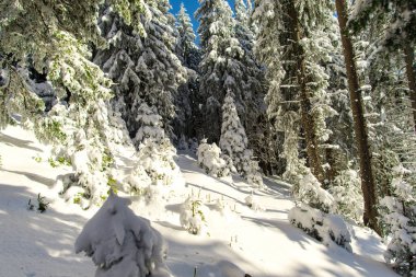 kar kış orman köknar ağaçları ile kaplı