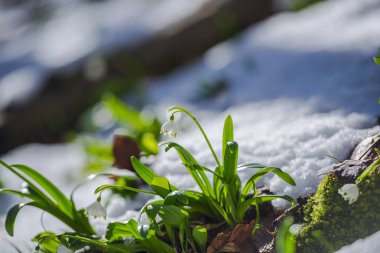 kardelen çiçek çayır kar ile büyüyen