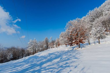 kar kaplı doğa ağaçlar tepe üzerinde 