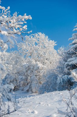 Karlı kış Dağları peyzaj