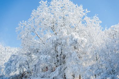 Karlı kış Dağları peyzaj