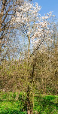 Bahar ormanının detayları, doğal arka plan.