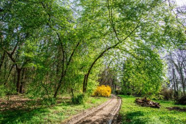 Bahar ormanının detayları, doğal arka plan.