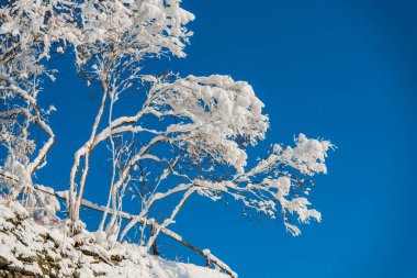 Karlı kış Dağları peyzaj