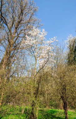 Bahar renkli çalılar ve ağaçlar ile parkta