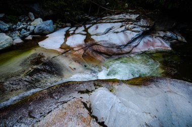 Bahar ormanında soğuk dere.
