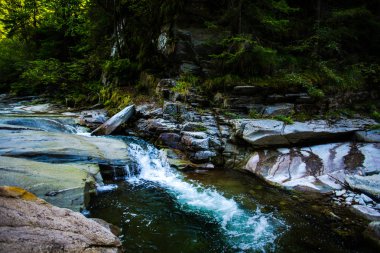 Bahar ormanında soğuk dere.