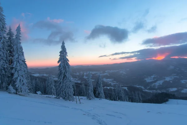 Solnedgång Sky Vintersäsongen Snötäckta Barrträd Och Moln — Stockfoto