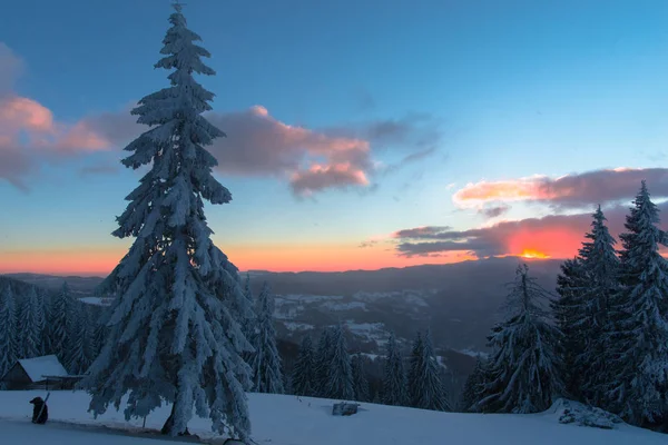 Céu Por Sol Estação Inverno Árvores Coníferas Cobertas Neve Nuvens — Fotografia de Stock