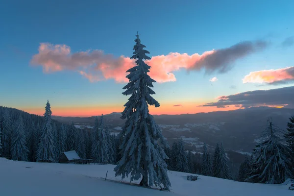 Cielo Atardecer Estación Invernal Árboles Coníferas Cubiertos Nieve Nubes — Foto de Stock