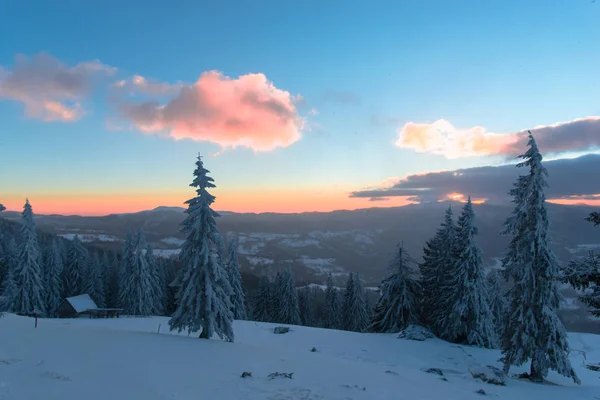 Cielo Atardecer Estación Invernal Árboles Coníferas Cubiertos Nieve Nubes — Foto de Stock