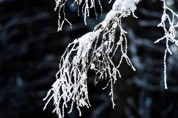 Sneeuw Bedekt Takken Van Bomen — Stockfoto