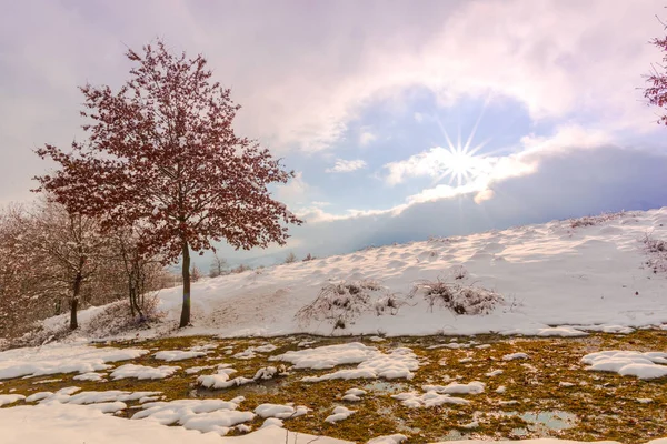 Avondrood Platteland Landschap Met Bomen — Stockfoto