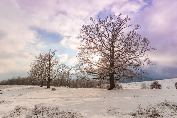 Sneeuw Veld Mooie Roze Violet Avondrood Platteland Landschap Met Bomen — Stockfoto