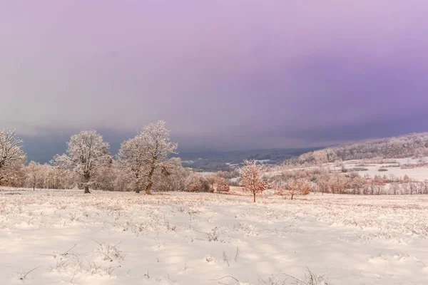 Snow Field Beautiful Pink Violet Sunset Sky Countryside Landscape Trees — Stock Photo, Image