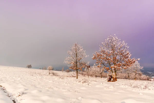 Sneeuw Veld Mooie Roze Violet Avondrood Platteland Landschap Met Bomen — Stockfoto