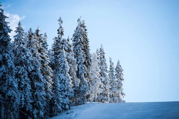 Árboles Cubiertos Nieve Temporada Invierno Cielo Azul Concepto Naturaleza — Foto de Stock
