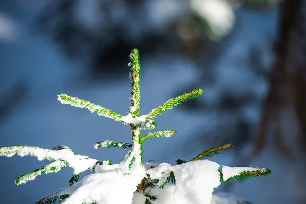 Ramas Árboles Verdes Cubiertas Nieve Invierno —  Fotos de Stock
