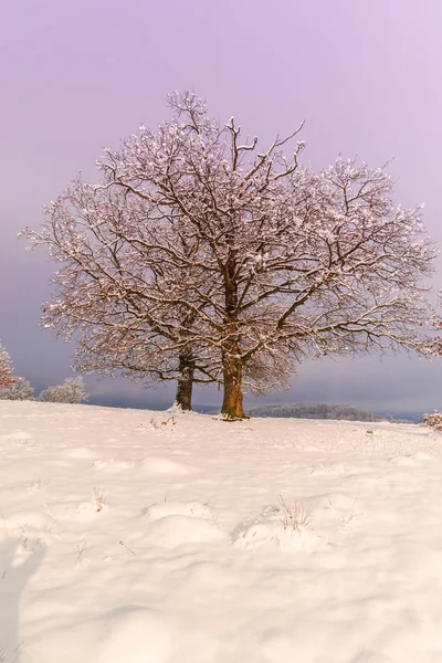 Mooie Roze Violet Avondrood Platteland Landschap Met Bomen Sneeuw Bedekt — Stockfoto
