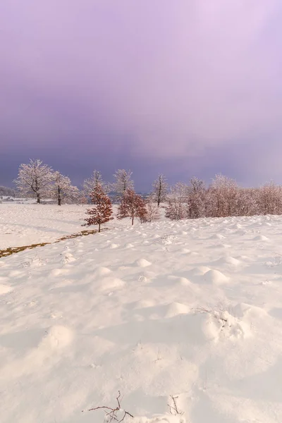 Hermoso Cielo Rosa Violeta Puesta Sol Paisaje Rural Con Árboles — Foto de Stock