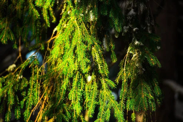 Снігові Гілки Покриті Деревом Взимку — стокове фото